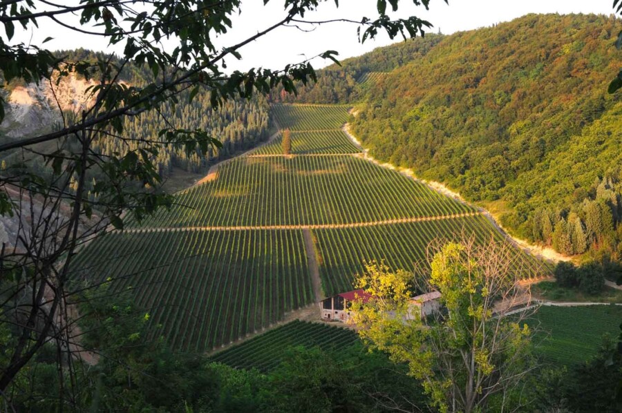 Pignoletto vineyard